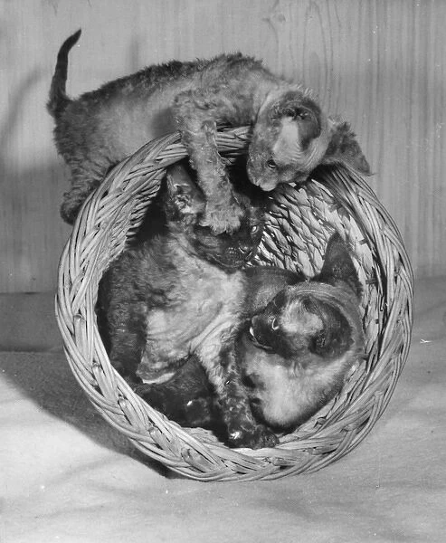 Three Siamese kittens with wastepaper basket