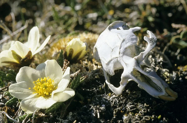 Siberian Lemming - skull in tundra (typical scene