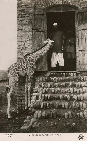 Singa, Sudan - A Tame Giraffe
