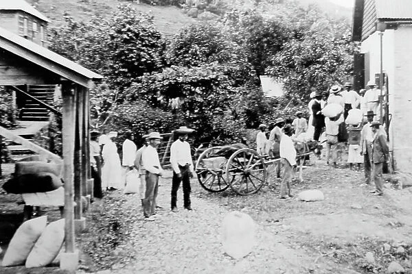 Small growers selling their cotton in St Vincent early 1900s
