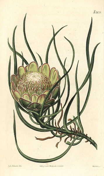 Smooth-leaved sugarbush, Protea laevis