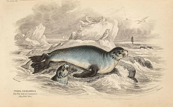 South American fur seal, Arctocephalus australis