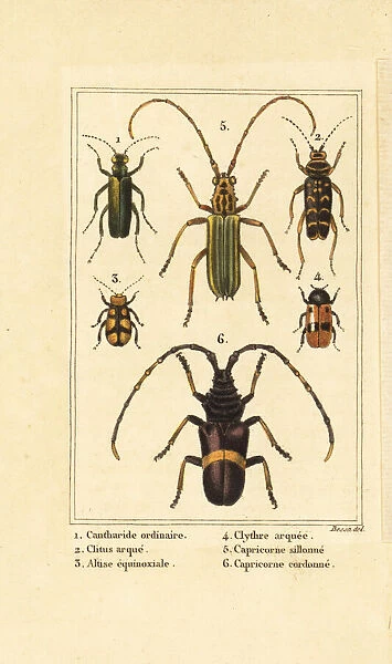 Spanish fly, wasp beetle and long-horn beetles