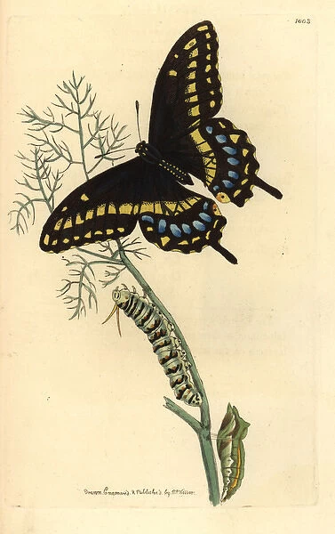 Spicebush swallowtail, Papilio troilus