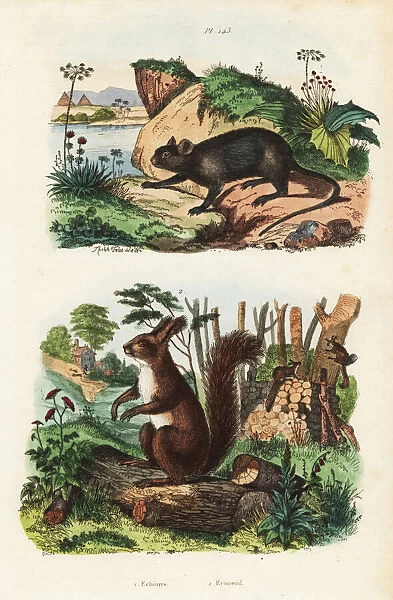 Spiny tree-rat, Echimys chrysurus 1, and Eurasian
