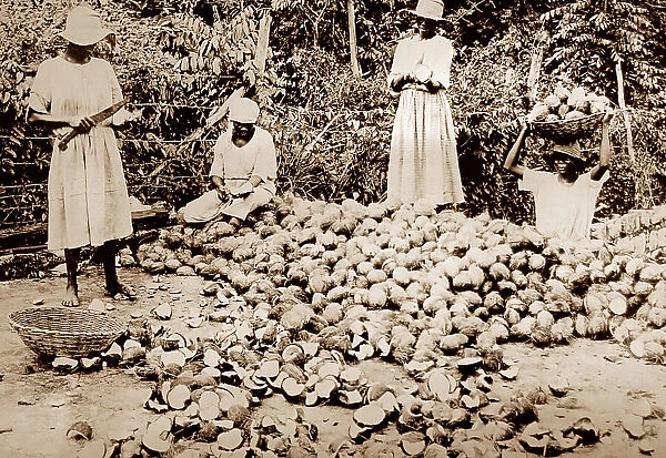 Splitting coconuts, Jamaica