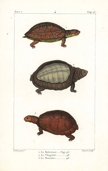 Spot legged, flapshell and helmeted turtles
