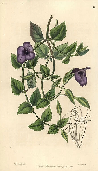 Spotless violet torenia, Torenia concolor
