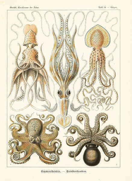 Squid and octopi