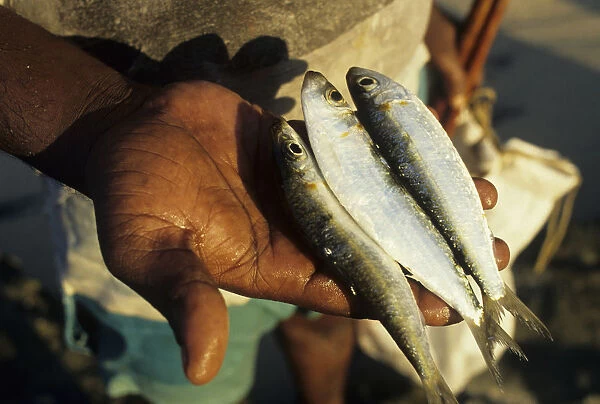 Sri Lankan pole fishermans catch