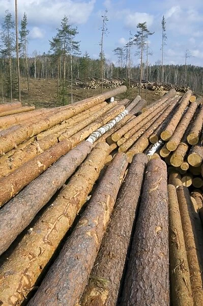 Stacked Pine Logs - left on a logging site for