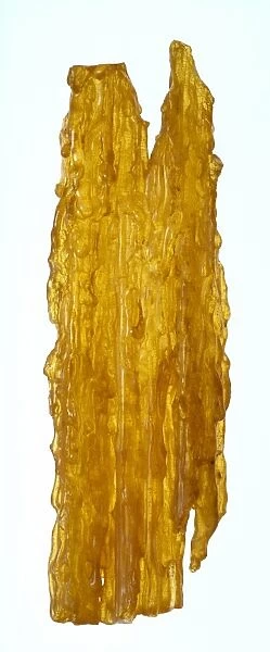 Copal. Stalactite of New Zealand copal locally known as kauri gum