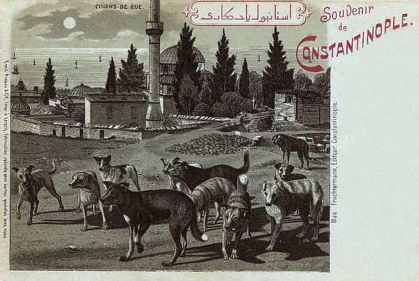 Street Dogs in vicinity of Sokollu Mehmet Pasha Mosque