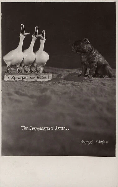 Suffragette Geese want a Vote
