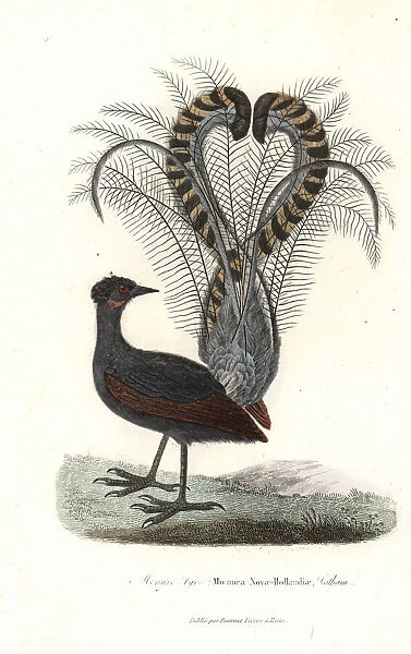 Superb lyrebird, Menura novaehollandiae