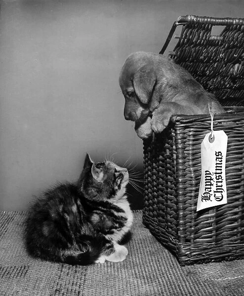Susi - looking out of a basket at a kitten