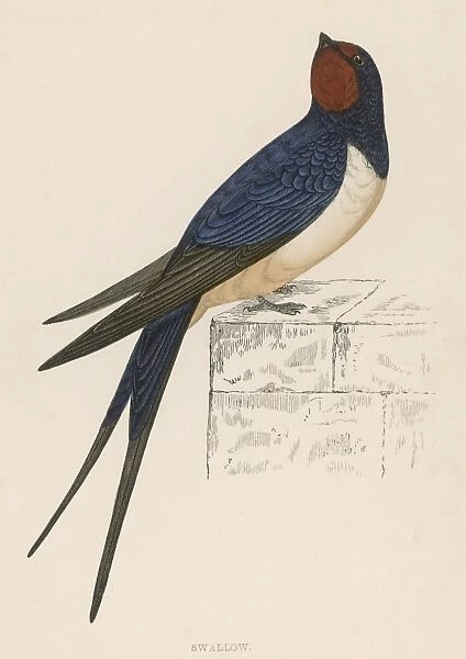 Swallow (Morris)