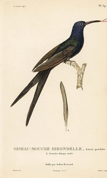 Swallow-tailed hummingbird, Eupetomena macroura