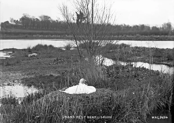 Swans Nest near Lisburn