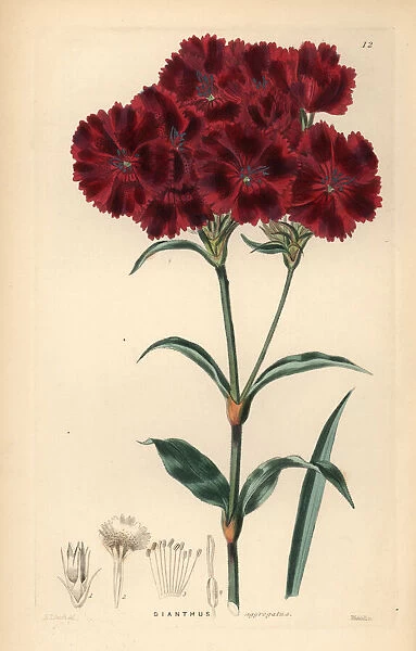 Sweet William, Dianthus barbatus