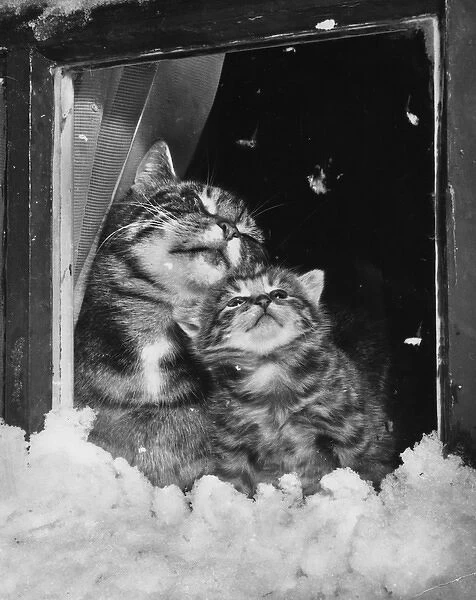 Tabby cat and kitten look out at the snow