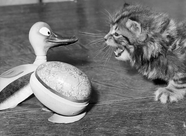 Tabby kitten with Easter Egg duck