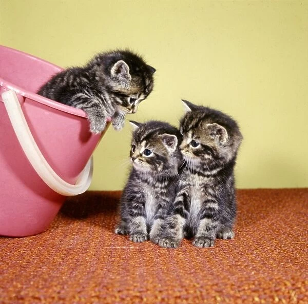 Three tabby kittens with a pink bucket
