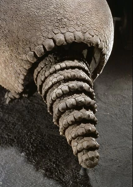 Tail of a Glyptodon