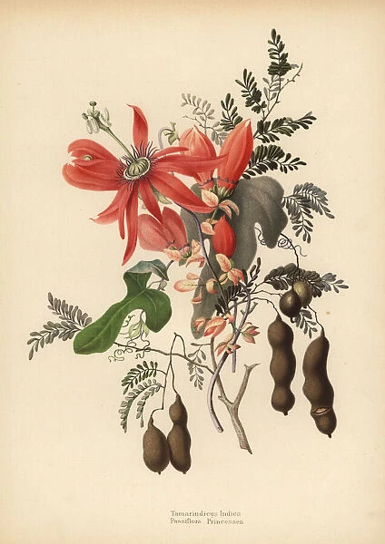 Tamarind and red passionflower