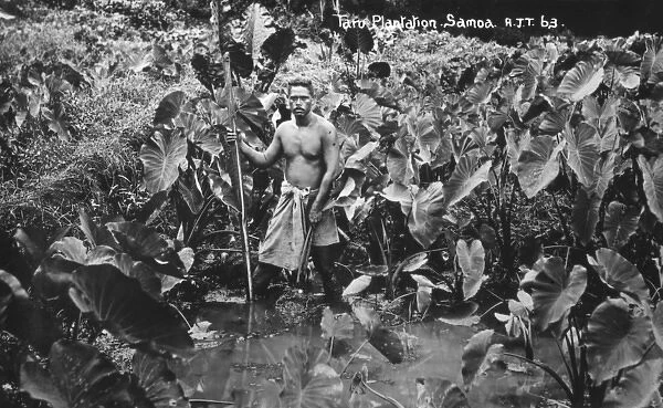 Taro Plantation - Samoa - Pacific Ocean