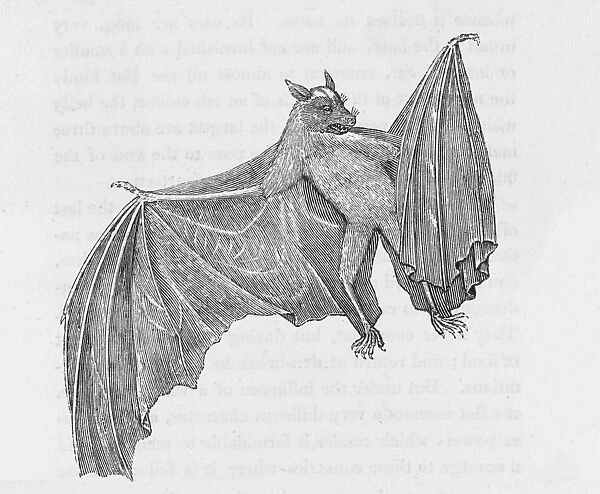 Ternate Bat