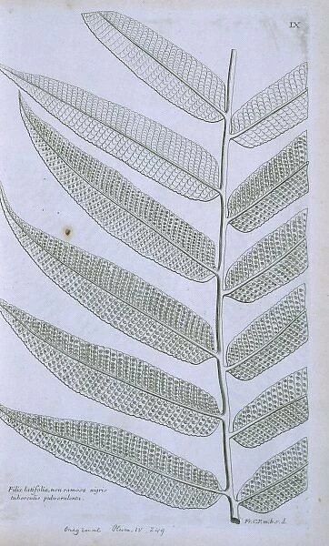 Thelypteris reticulata, latticevein fern