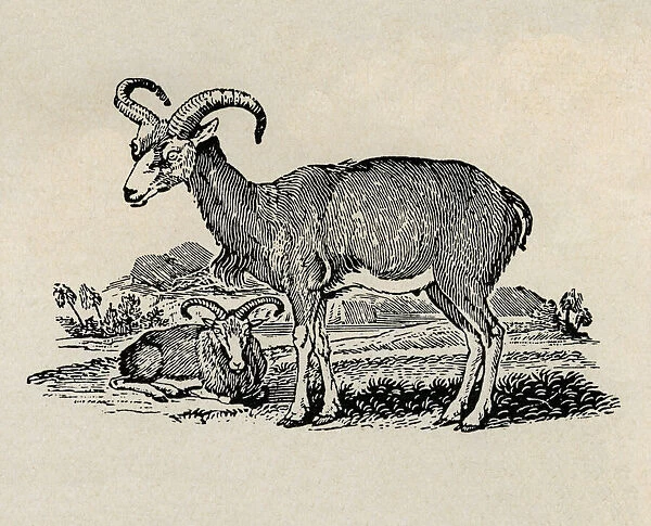 Ibex. Two Ibex. Artist: Thomas Bewick