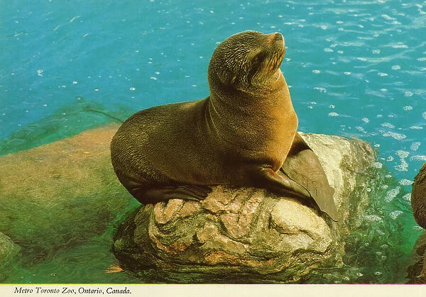 Toronto, Ontario, Canada - Seal at Metro Toronto Zoo