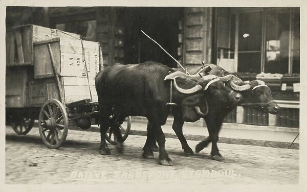 Transport by Ox Cart - Istanbul, Turkey Date: 1922