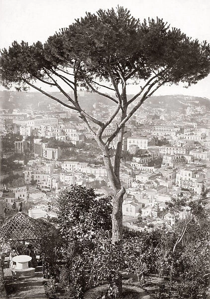 Tree and city, Naples, Napoli, Italy. c. 1870