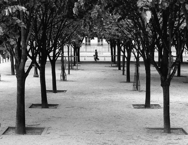 Trees in a Paris park, France