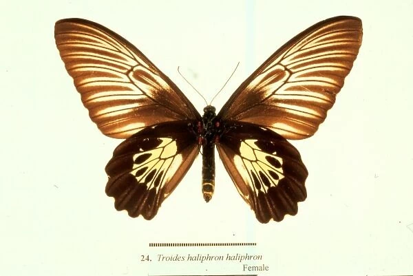 Troides haliphron, birdwing butterfly