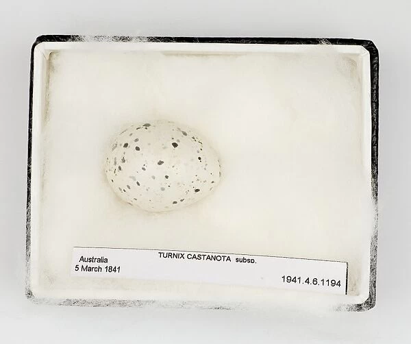 Turnix castanota egg, from Gould Collection