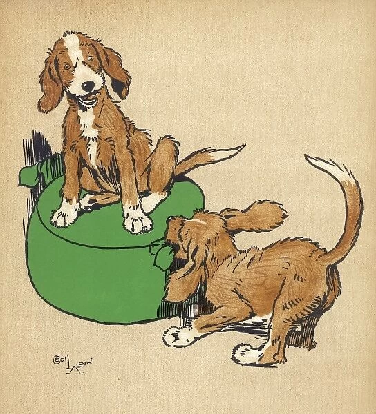 Twin puppies quarrel over footstool
