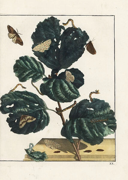 Uitstrekker and alder moth (elzen-krammetje) on a branch