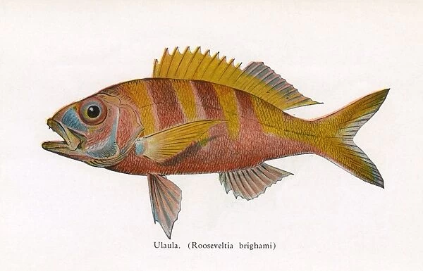 Ulaula, Fishes of Hawaii