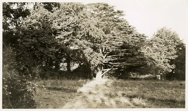 Undated photograph of wooded areas around Borley Rectory