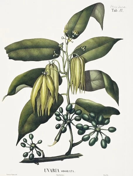 Uvaria odorata, ylang-ylang tree