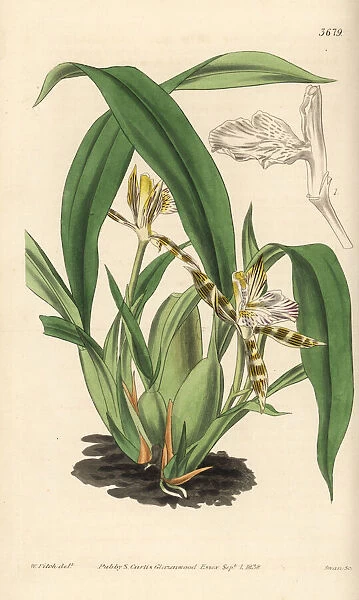 Variegated aspasia orchid, Aspasia varigata