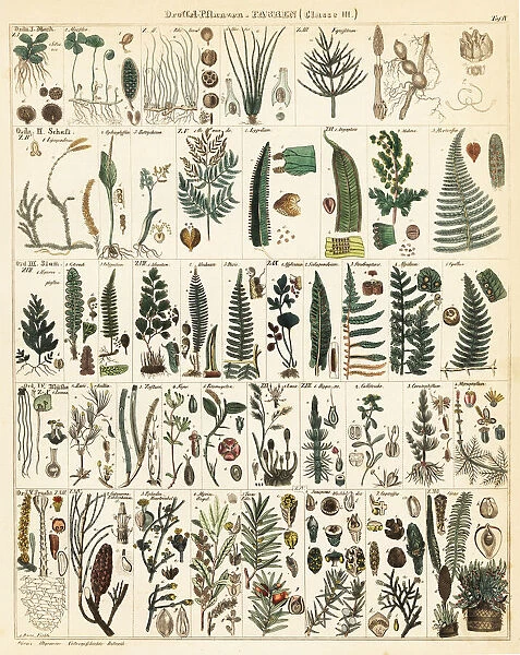 Varieties of fern