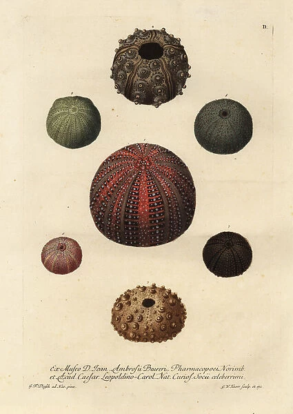 Varieties of sea urchins