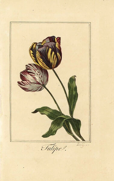 Varieties of tulip, tulipe, Tulipa gesneriana