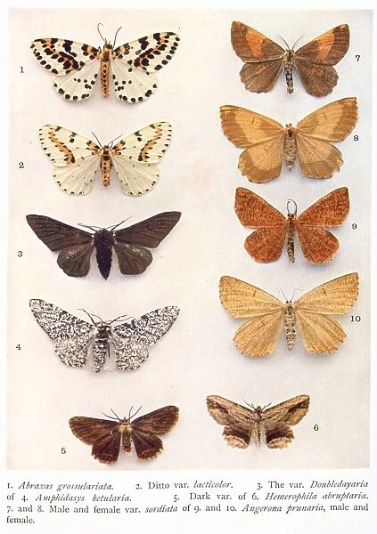 Variety of eight butterflies