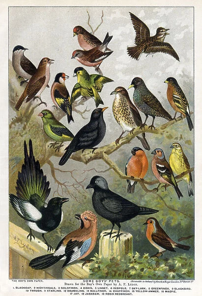 Various bird species